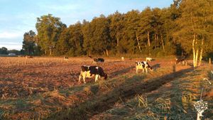 Homestead, Livestock Farm, Farm, Family farm