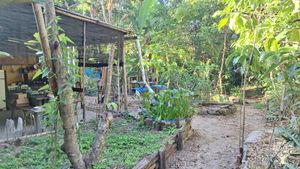 Ecole de Permaculture en environnement tropical humide - Bahia