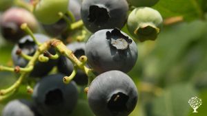 Piccola azienda di piccoli frutti e ortaggi a conduzione familiare vicino al Monte  Rosa