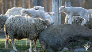 Organic farmstead surrounded by the mountians and wilderness of Northwest BC