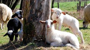 Smallholding, Hobby Farm, Mixed Farm