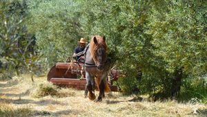 Agricoltura a trazione animale (raccolta del foraggio)