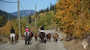 Cattle Ranch