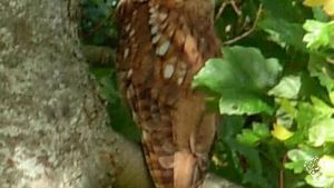 owl in tree by mill