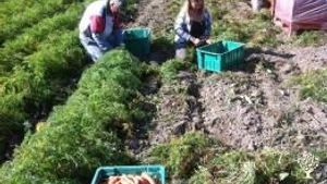 Mixed Farm- Vegetables, culinary and medicinal herbs, berries and animals