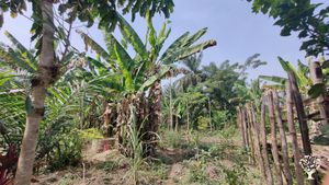 Ferme bio permaculture à kpélé Atimé Bato