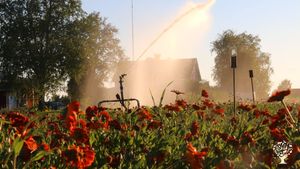Growing organic vegetables in the northern Sweden