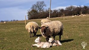 Sustainable and ethical farm in Hampton Gay on the edge of Oxford