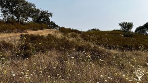 Regenerative grazing farm in Alentejo