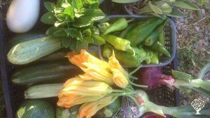 Market Garden, Orchard, Farm