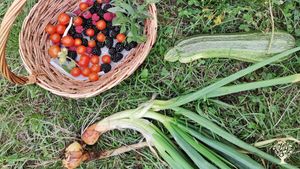 Daily type of haul from the garden, all organic