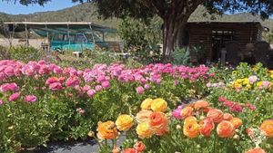 Organic farm dedicated to the cultivation of cut flowers and vegetables on the west coast of Ibiza