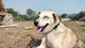 Khajuraho Permaculture Farm is located right in the UNESCO World Heritage city of Khajuraho, India