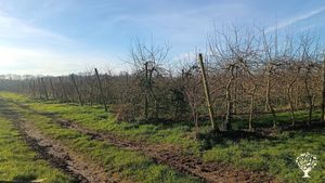 Création de ferme fruitière diversité bio