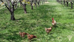 Ferme certifiée bio en plein coeur du périgord