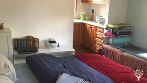 Derelict olive plantation under renovation