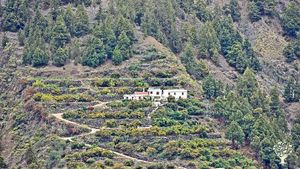 Family home and garden - rural, Mixed Farm, Farm, Family farm