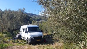 Overgrown olive grove in the mountains