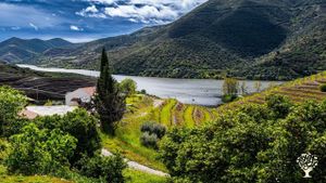 Farm in Douro Valley with almend and olive organic production