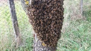 Organic beekeeping