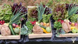Ferme maraichère sur petite surface en Dordogne