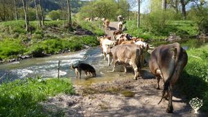 Heumilch (keine Silagefütterung), Weidegang; Haymilk (no Silage), meadowbound, Familyfarm