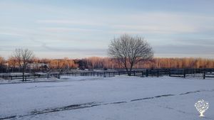 Family home and garden - urban