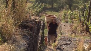 Biodynamic winery in the terraces of Enz