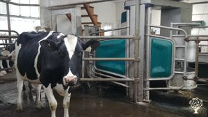 Exploitation bovine, Bois, Diversified farm, Dairy farm, chicken farm