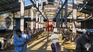 <GN129>젖소들의 쉼터/A Peaceful Sanctuary for Dairy Cows