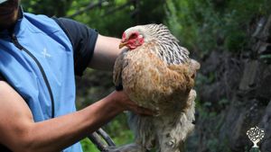 Centro di turismo equestre con pascoli biologici certificati