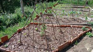 Smallholding, Aquaponics/Bioponics farm, Fruit tree nursery, Neighbourhood Garden