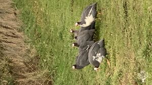 Family home and garden - rural, farm