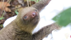 A baby 2-toed sloth is just one of the many animals we care for in the wildlife hospital/nursery 