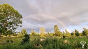Self-sufficiency amidst Swedish nature with Valais Blacknose sheep and chickens
