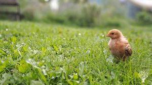 Bio, Demeter, Community Supported Agriculture small farm close to Flensburg