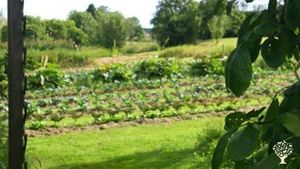 Growing over 90 different vegetables using permaculture principles selling to the Local Markets