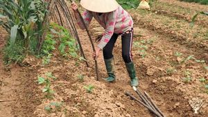 Organic daily farm in the hill