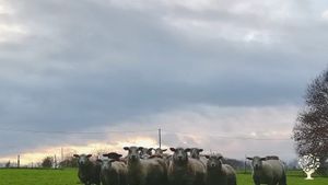 Nos amis moutons qui prennent la pose !