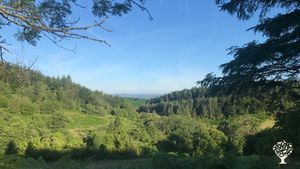 Stunning off-grid small holding, campsite and retreat centre deep in the forest