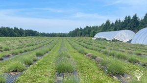 Seaside Lavender and Cut Flower Farm