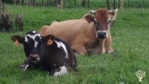 Ferme de 40 ha en Normandie