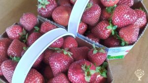 Micro-ferme familial depuis 2022 qui produit des fraises et du miel aux Îles de la Madeleine.