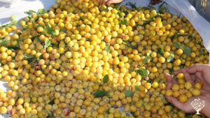 Organic veggies and fruit, rotational grazing sheep and chicken, little farm shop