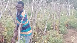 Growing tomatoes and beans Sustainably