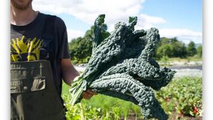 Veg & flower market garden and Community Supported Agriculture in central Scotland