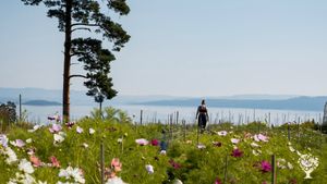 Organic flower farm producing cut flowers, edible flowers and some vegetables.