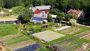 Permaculture farm growing vegetables for sale and raising animals for our own meat and eggs.
