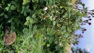 Rosenhof mit über 2500 Rosen und Obstbäumen für die eigene Schnapsbrennerei