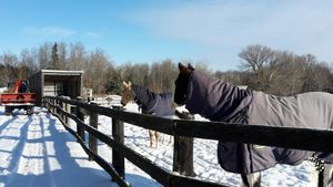 Family home and garden - urban